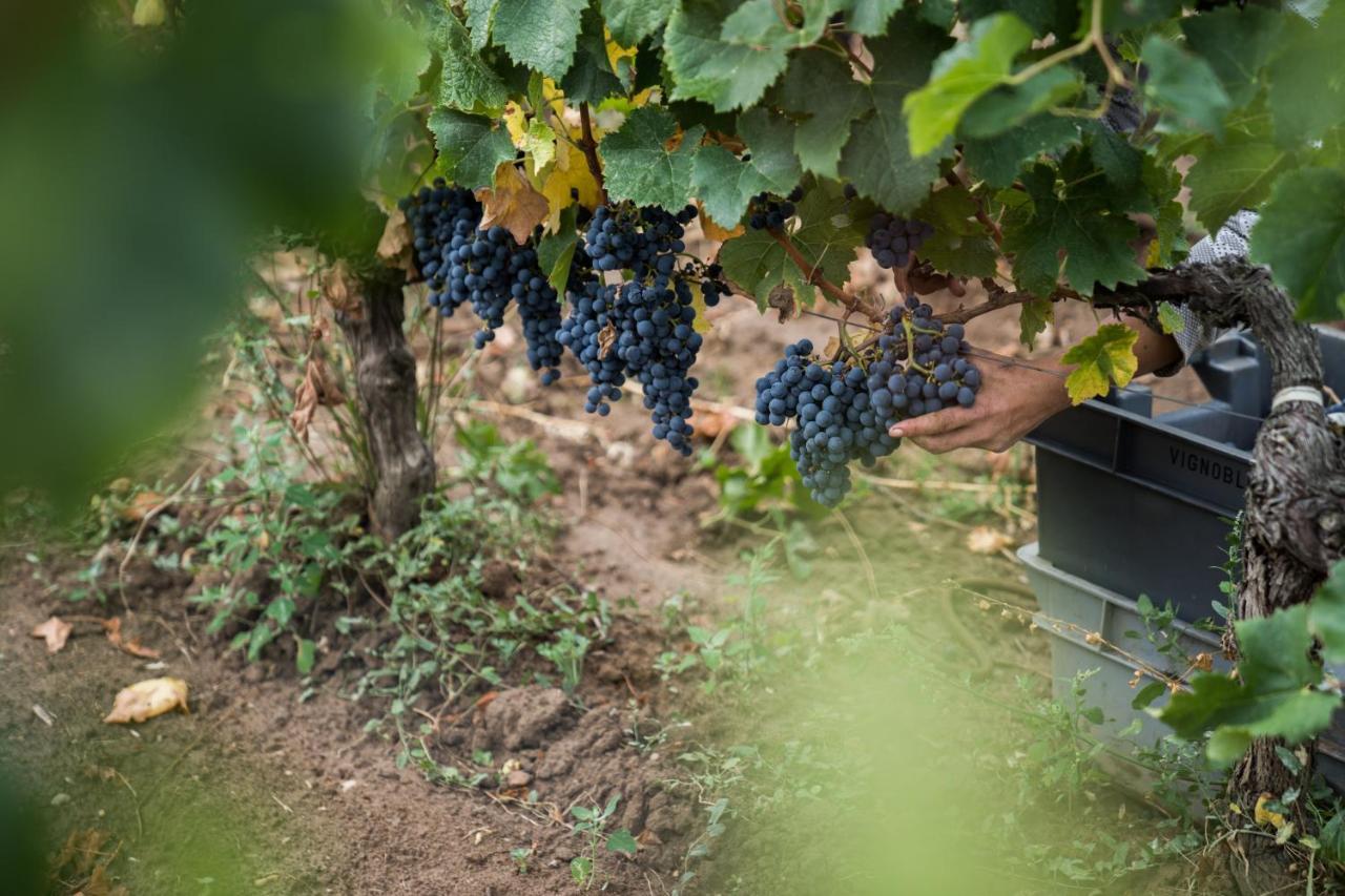 Chateau Bonalgue - Pomerol Libourne Ngoại thất bức ảnh